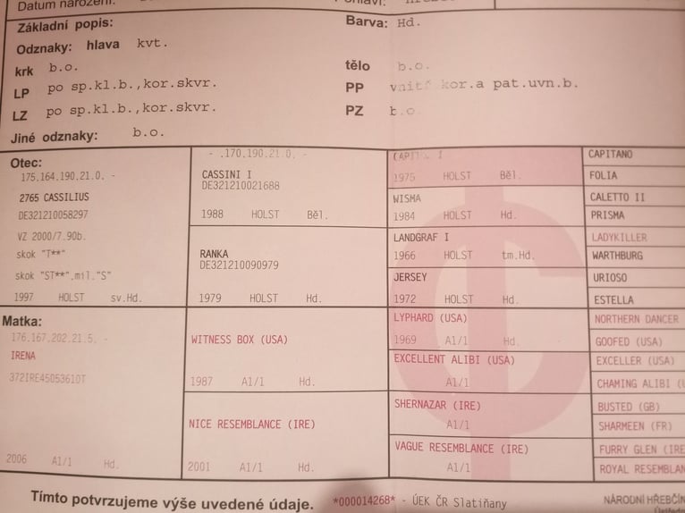 Sang-chaud tchèque Hongre 8 Ans 170 cm Bai brun in Wiesent