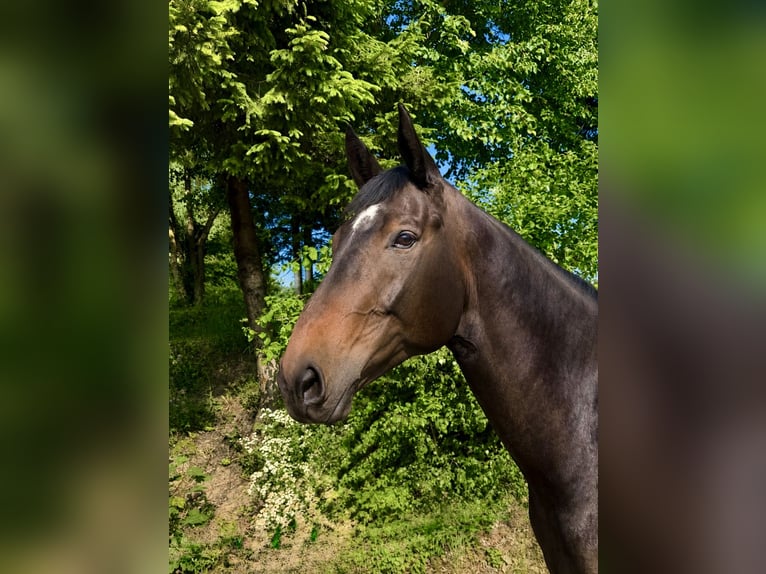 Sang-chaud tchèque Hongre 8 Ans 174 cm Bai brun in Pelmberg