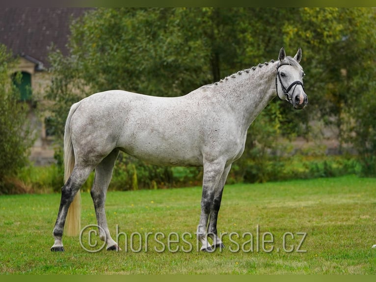 Sang-chaud tchèque Jument 11 Ans 163 cm Gris in Ceske Budejovice