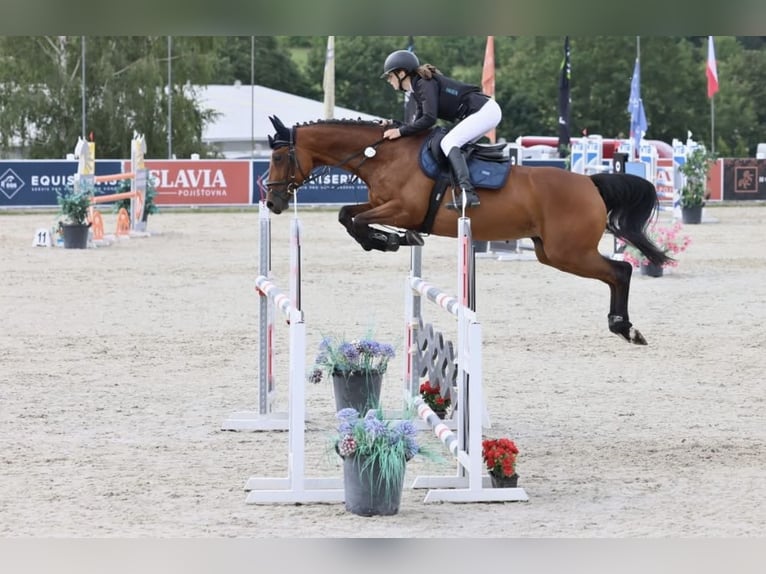 Sang-chaud tchèque Jument 11 Ans 164 cm Bai in Česká republika