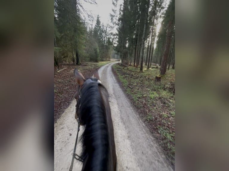 Sang-chaud tchèque Jument 11 Ans 165 cm Bai in Albstadt