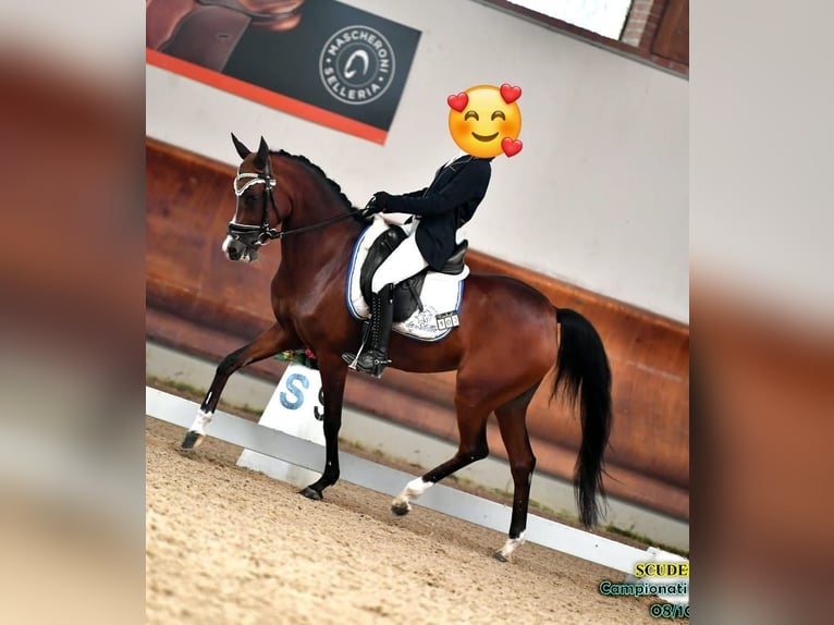 Sang-chaud tchèque Jument 13 Ans 148 cm Bai in Lainate