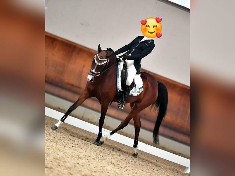 Sang-chaud tchèque Jument 13 Ans 148 cm Bai in Lainate