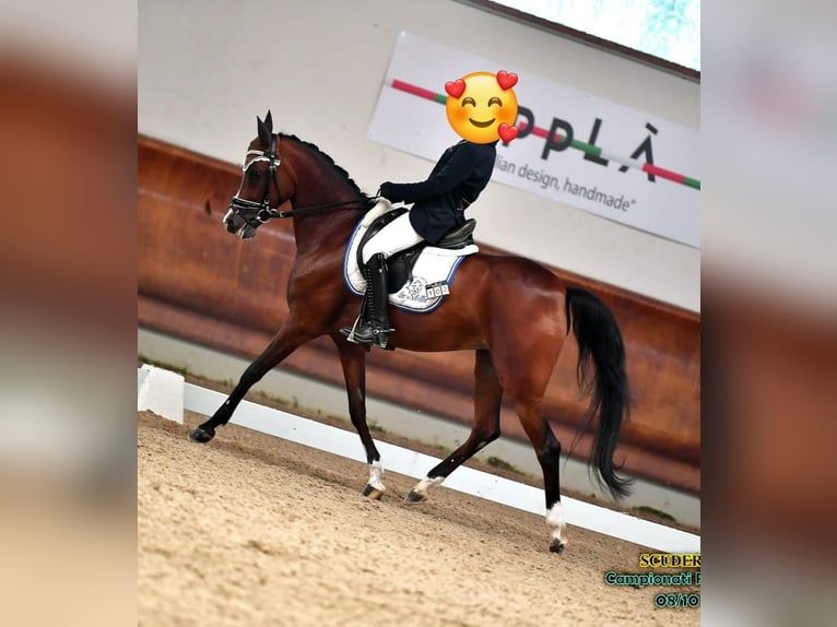 Sang-chaud tchèque Jument 13 Ans 148 cm Bai in Lainate