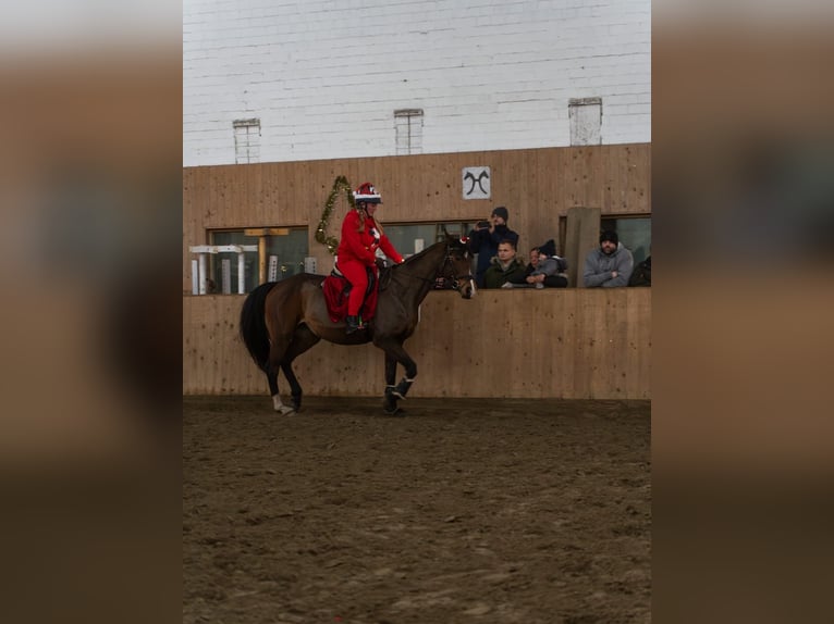 Sang-chaud tchèque Jument 13 Ans 168 cm Bai in WahlstedtWahlstedt