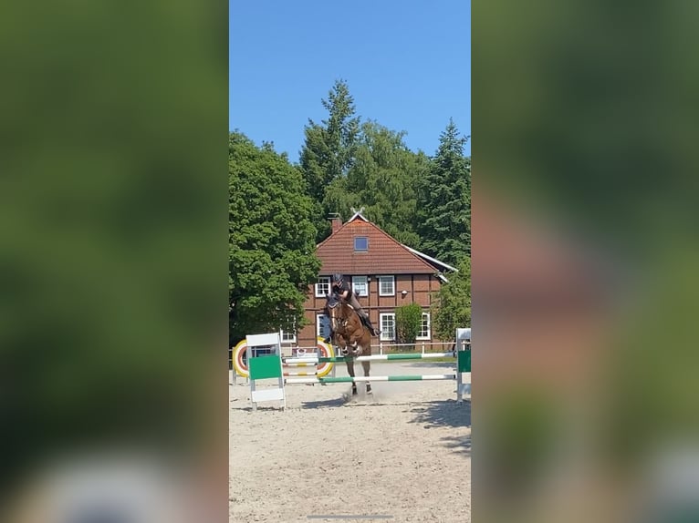 Sang-chaud tchèque Jument 13 Ans 173 cm Alezan in Celle