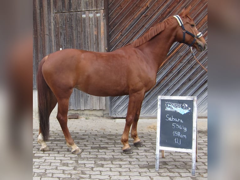 Sang-chaud tchèque Jument 14 Ans 158 cm Alezan in Wiesenbach