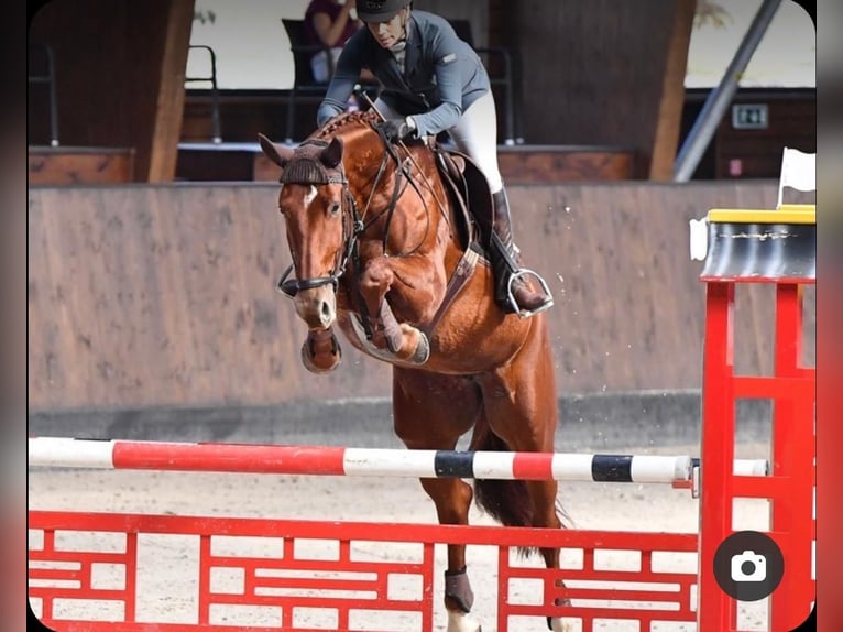 Sang-chaud tchèque Jument 14 Ans 175 cm Alezan brûlé in Tlumacov