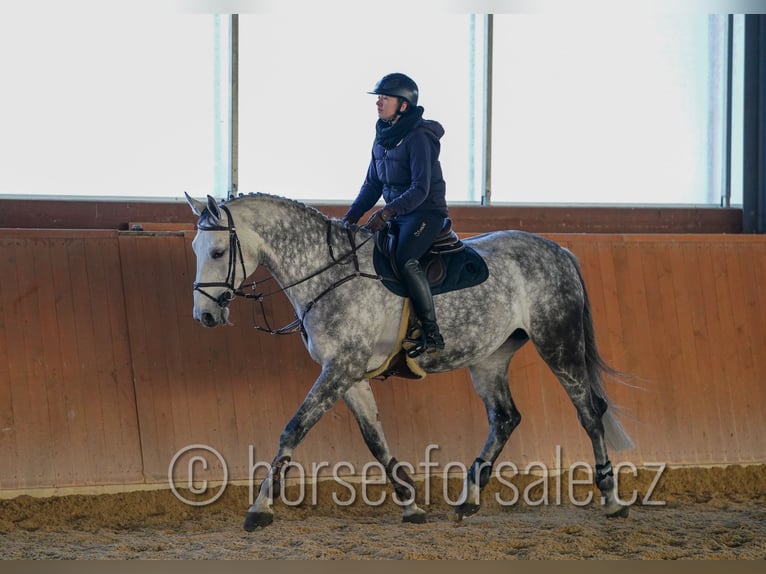 Sang-chaud tchèque Jument 14 Ans 175 cm Gris in Region Prag