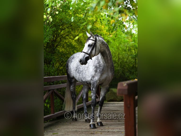 Sang-chaud tchèque Jument 14 Ans 175 cm Gris in Region Prag