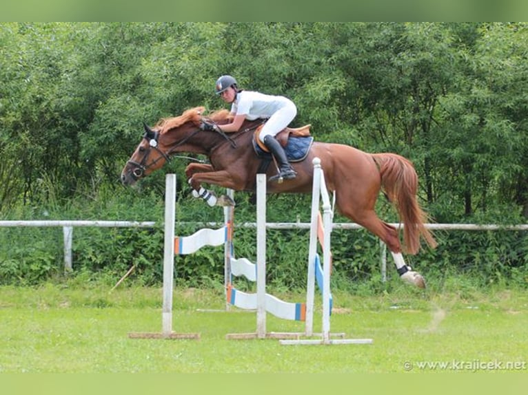 Sang-chaud tchèque Jument 15 Ans 170 cm Alezan brûlé in PRIBRAM