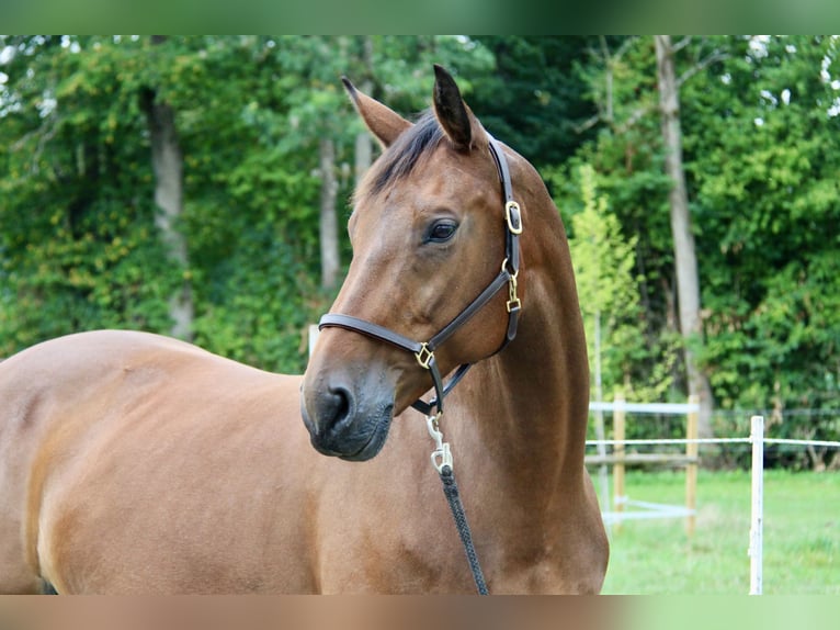 Sang-chaud tchèque Jument 16 Ans 162 cm Bai in Brodersdorf