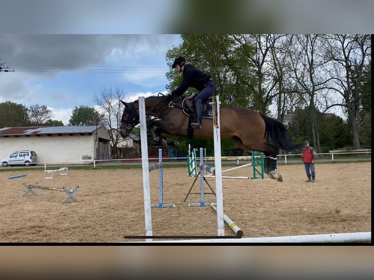 Sang-chaud tchèque Jument 16 Ans Bai in Podebrady