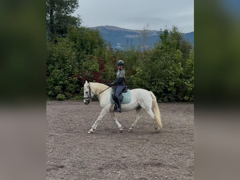Sang-chaud tchèque Jument 18 Ans 163 cm Bai brun in Paternion