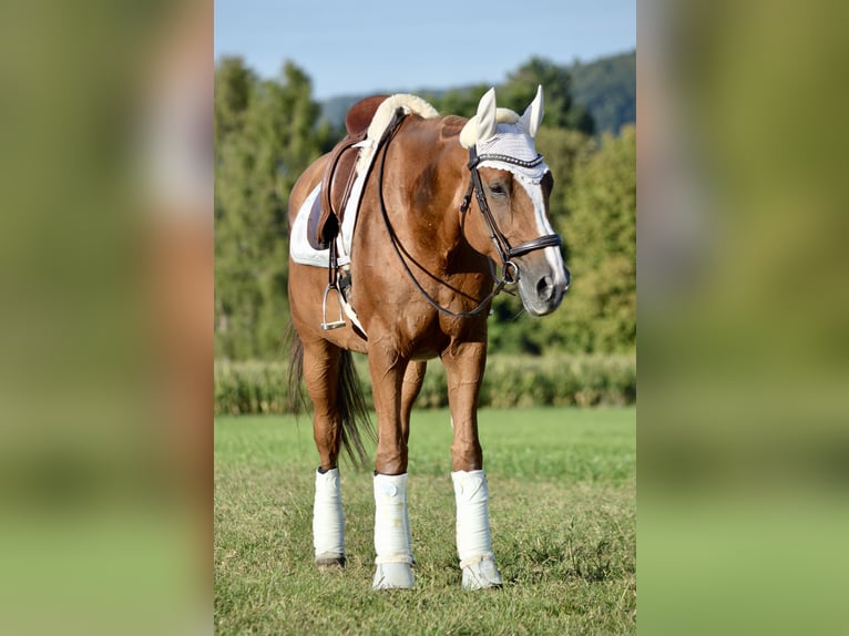 Sang-chaud tchèque Jument 19 Ans 171 cm Alezan in Steinhöring