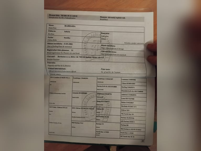 Sang-chaud tchèque Jument 23 Ans 175 cm Bai in Creglingen