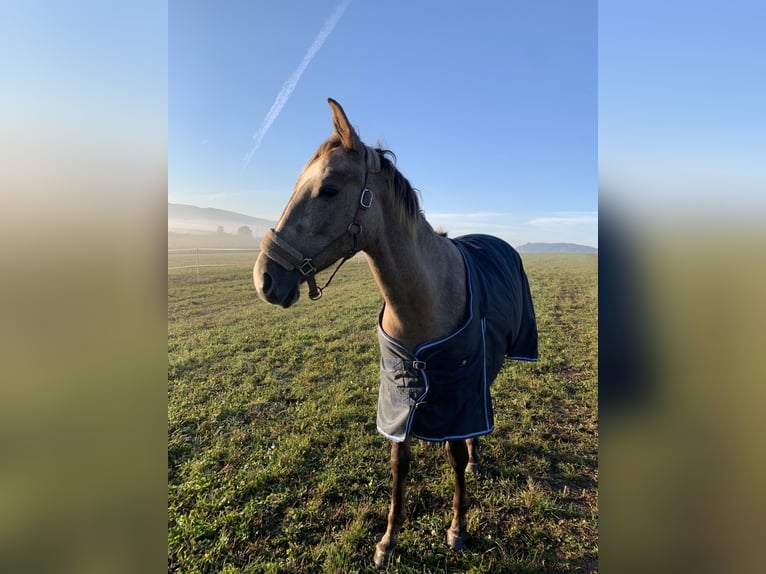 Sang-chaud tchèque Jument 3 Ans 165 cm Aubère in Prešov