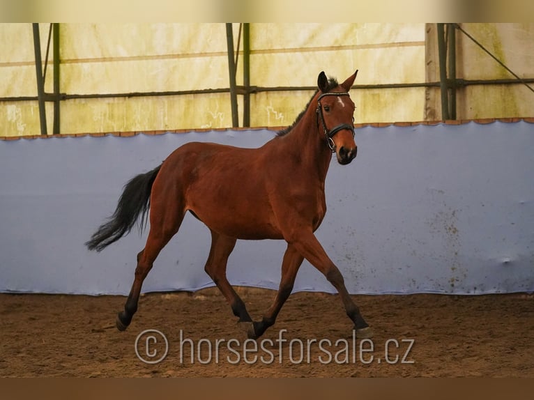 Sang-chaud tchèque Jument 4 Ans 160 cm Bai in Ceske Budejovice