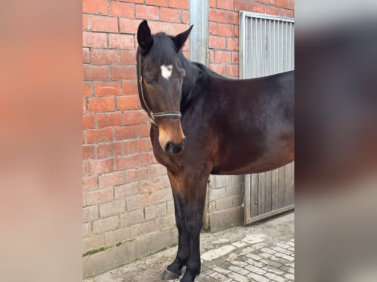 Sang-chaud tchèque Jument 4 Ans 164 cm Bai brun in RheinbergRheinberg
