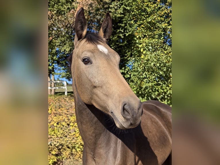 Sang-chaud tchèque Jument 4 Ans 170 cm Buckskin in Davidschlag