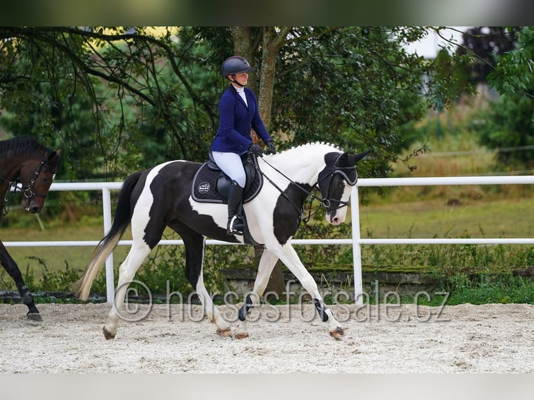 Sang-chaud tchèque Jument 4 Ans 171 cm Pinto in Beroun