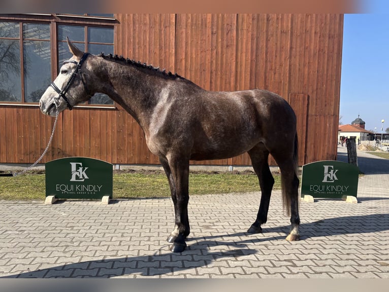 Sang-chaud tchèque Jument 5 Ans 164 cm Gris in Prague