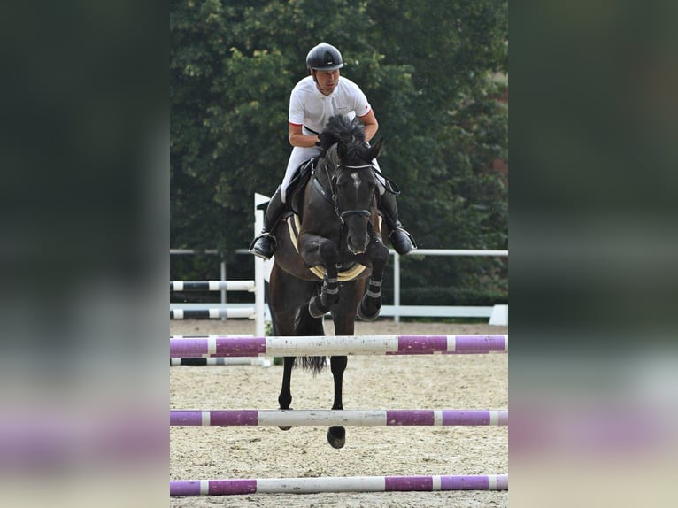 Sang-chaud tchèque Jument 5 Ans 166 cm Bai in Opalice