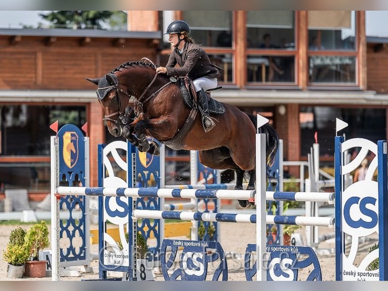 Sang-chaud tchèque Jument 5 Ans 167 cm Bai in Olomouc