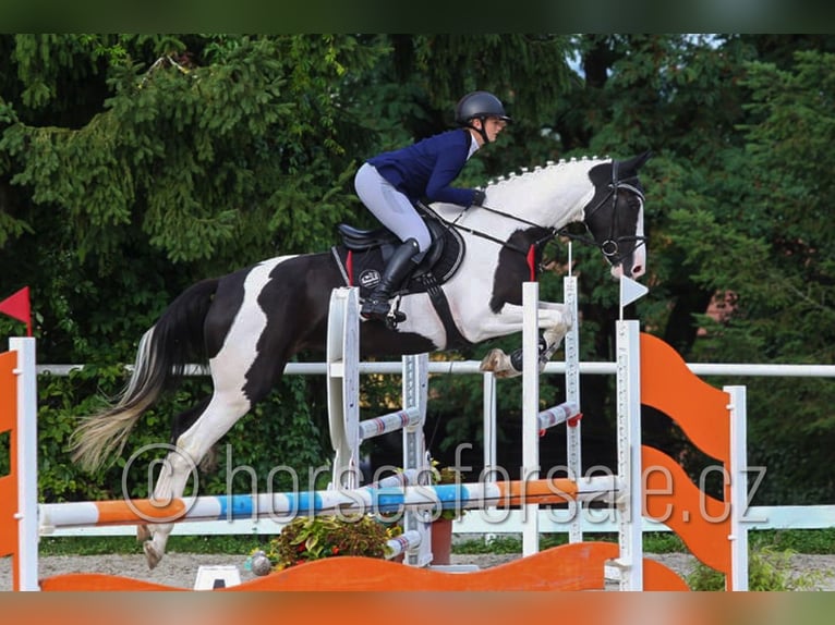 Sang-chaud tchèque Jument 5 Ans 171 cm Pinto in Beroun