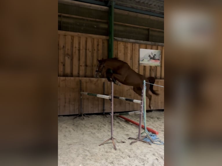 Sang-chaud tchèque Jument 6 Ans 163 cm Alezan brûlé in Nový jičín