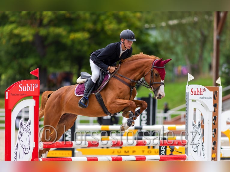 Sang-chaud tchèque Jument 6 Ans 163 cm Alezan in Tyn nad Vltavou