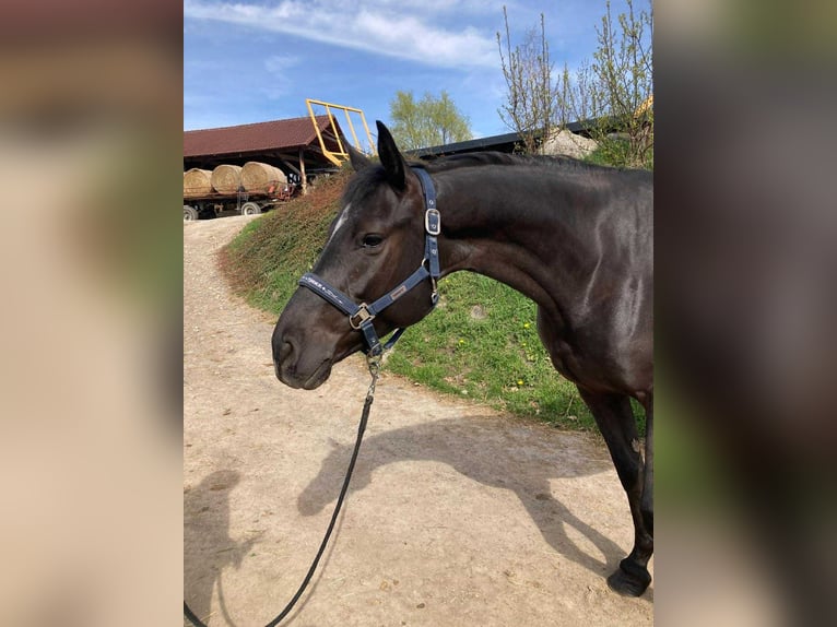 Sang-chaud tchèque Jument 6 Ans 166 cm Bai in Opalice