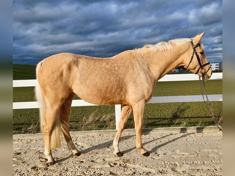 Sang-chaud tchèque Jument 6 Ans 167 cm Palomino in Allershausen