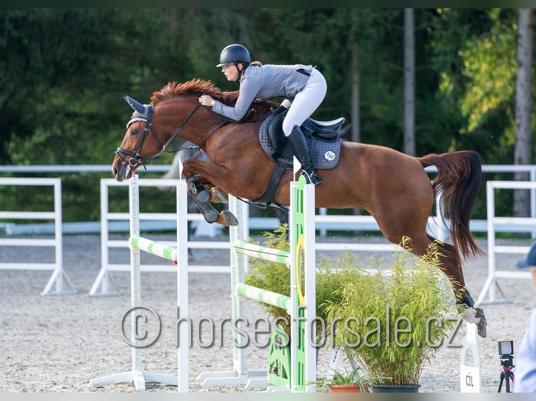 Sang-chaud tchèque Jument 6 Ans 171 cm Alezan in Pelhrimov