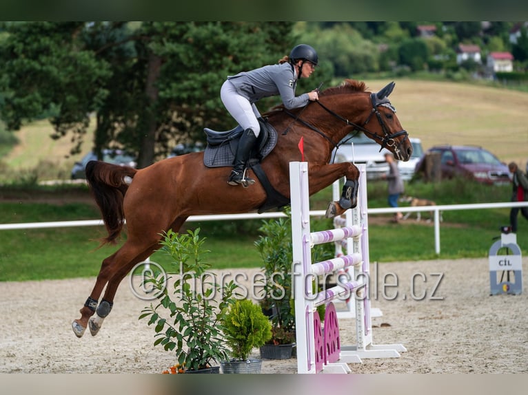 Sang-chaud tchèque Jument 6 Ans 171 cm Alezan in Pelhrimov