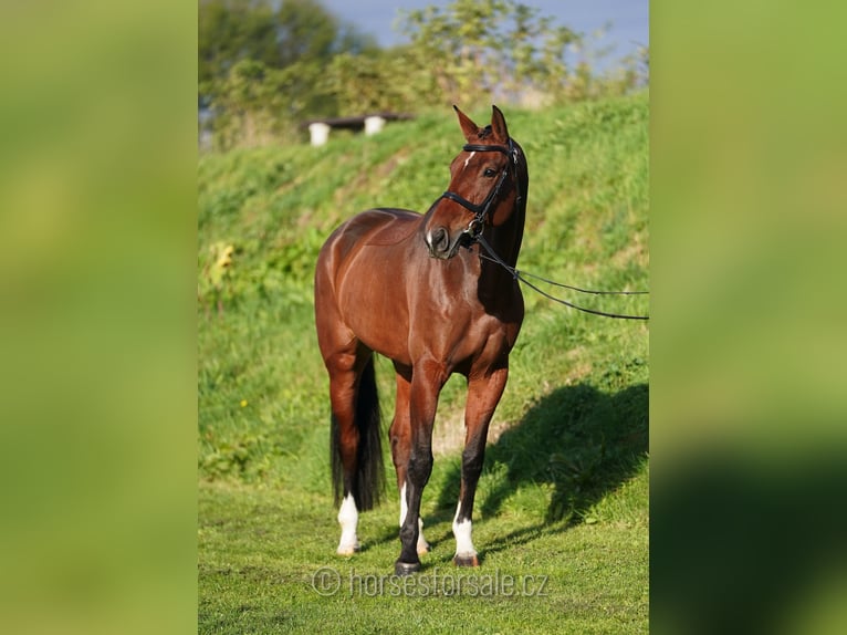 Sang-chaud tchèque Jument 6 Ans 171 cm Bai in Olomouc