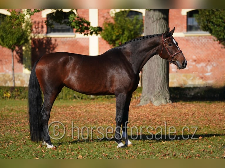 Sang-chaud tchèque Jument 6 Ans 172 cm Bai brun in Klatovy