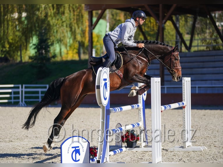 Sang-chaud tchèque Jument 6 Ans 172 cm Bai brun in Klatovy