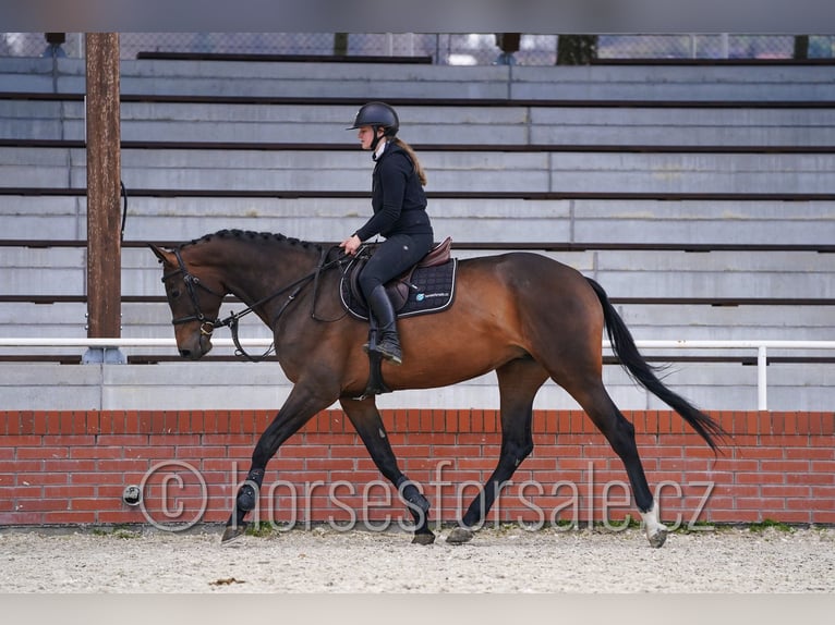 Sang-chaud tchèque Jument 6 Ans 172 cm Bai brun in Tyn nad Vltavou