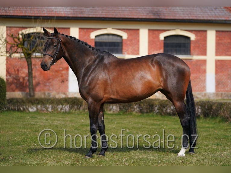Sang-chaud tchèque Jument 6 Ans 172 cm Bai brun in Tyn nad Vltavou