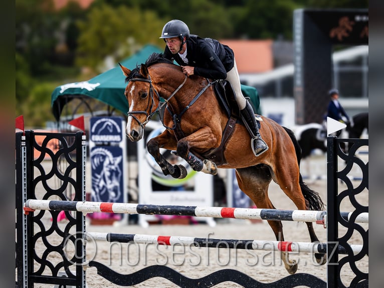 Sang-chaud tchèque Jument 6 Ans 172 cm Bai in Ceske Budejovice