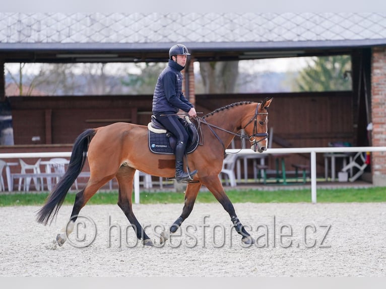 Sang-chaud tchèque Jument 6 Ans 172 cm Bai in Ceske Budejovice