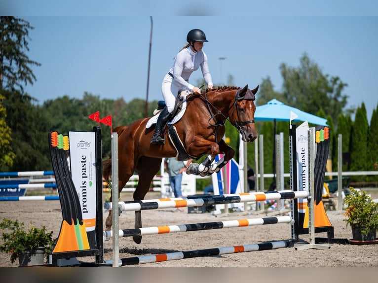 Sang-chaud tchèque Jument 6 Ans 175 cm Alezan brûlé in Bohumín Záblatí