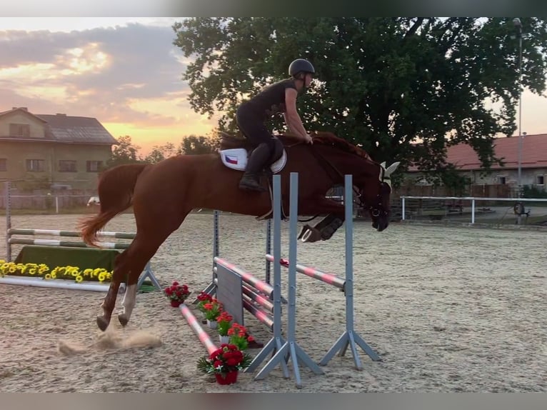 Sang-chaud tchèque Jument 6 Ans 175 cm Alezan brûlé in Bohumín Záblatí