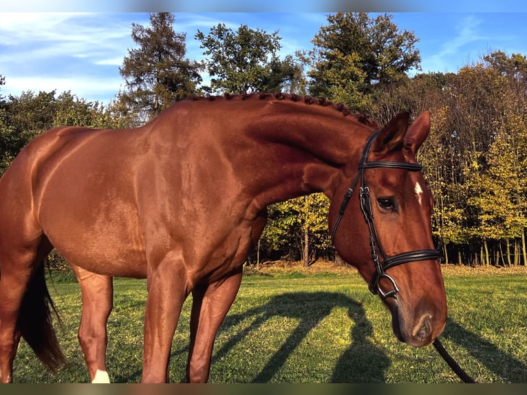 Sang-chaud tchèque Jument 6 Ans 175 cm Alezan brûlé in Bohumín Záblatí
