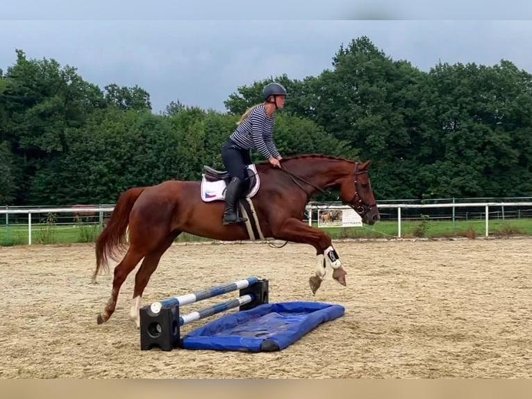 Sang-chaud tchèque Jument 6 Ans 175 cm Alezan brûlé in Bohumín Záblatí