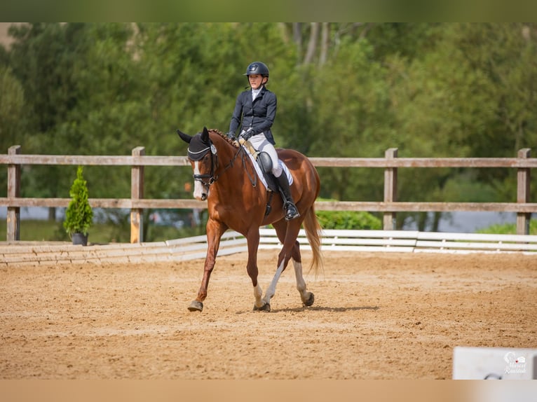 Sang-chaud tchèque Jument 6 Ans Alezan brûlé in Ostrava