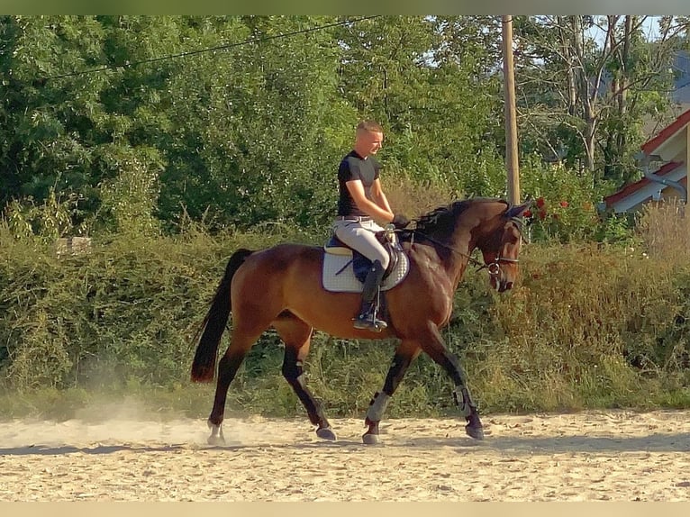 Sang-chaud tchèque Jument 7 Ans 163 cm Bai in Neustadt in Sachsen