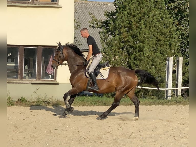Sang-chaud tchèque Jument 7 Ans 163 cm Bai in Neustadt in Sachsen
