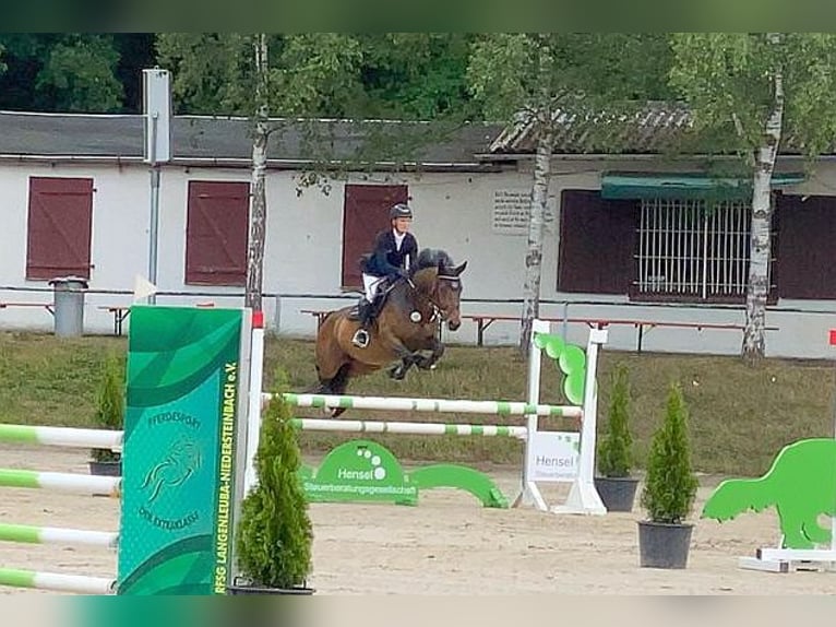 Sang-chaud tchèque Jument 7 Ans 163 cm Bai in Neustadt in Sachsen